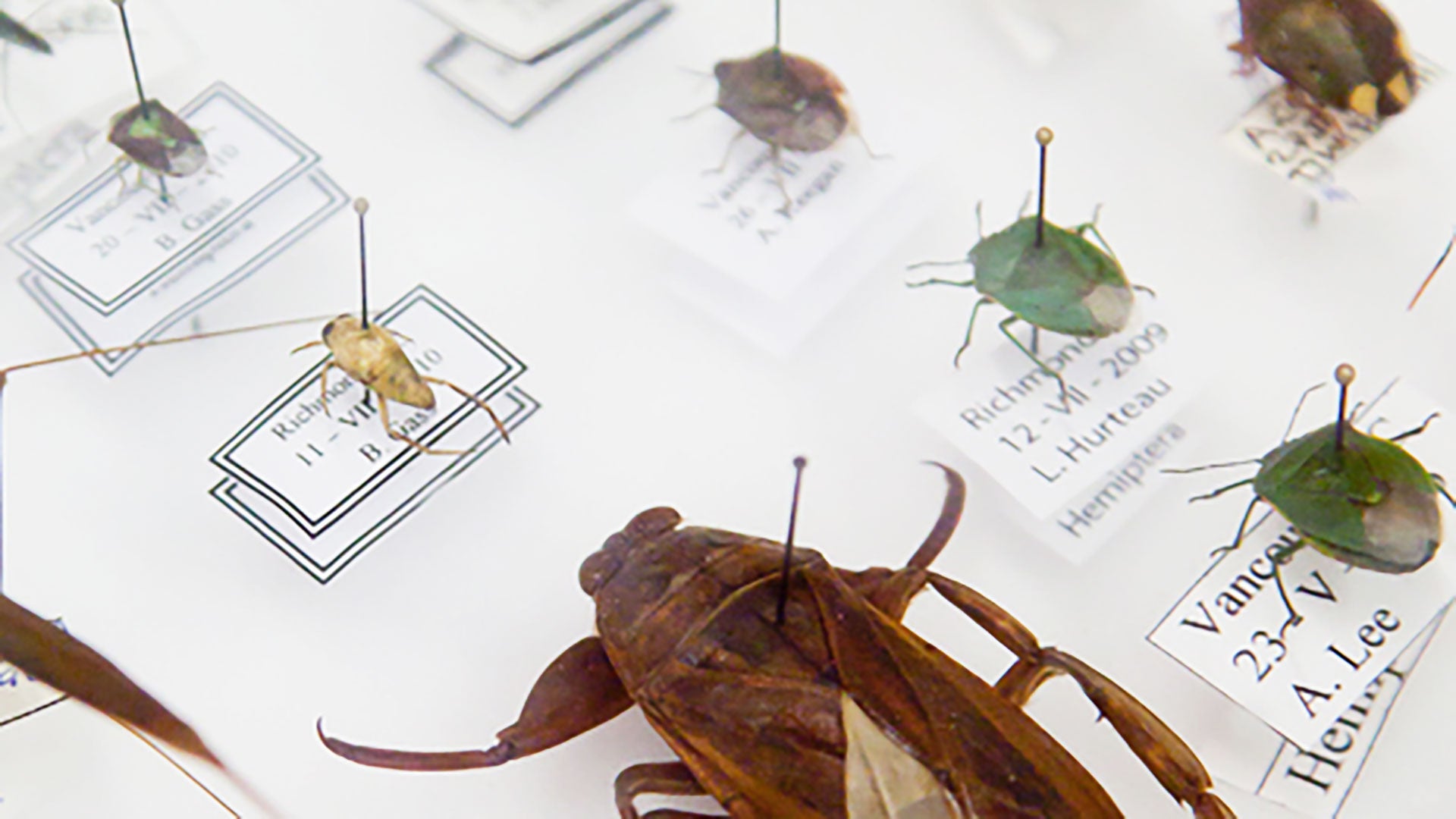 	Insect taxidermy is the process of preserving insect specimens for display or research purposes.