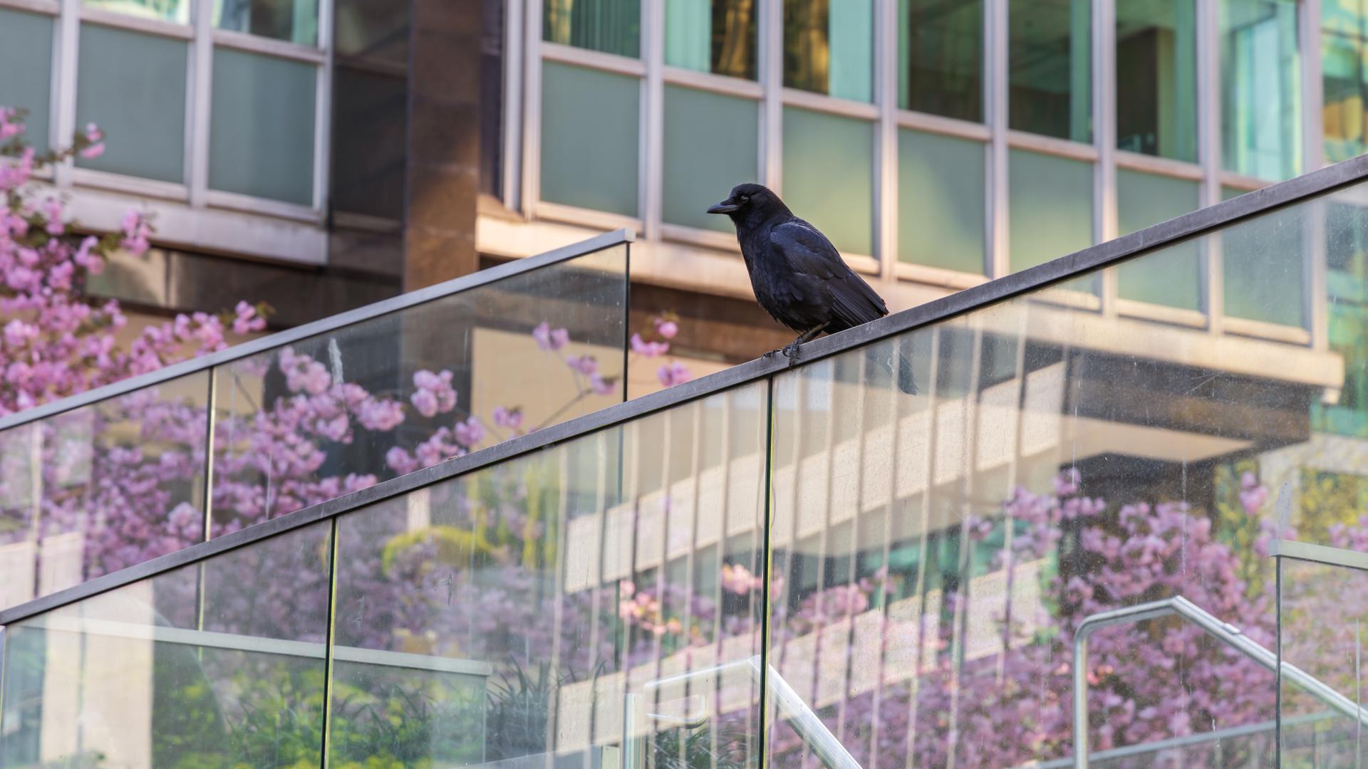 A crow perched outside.